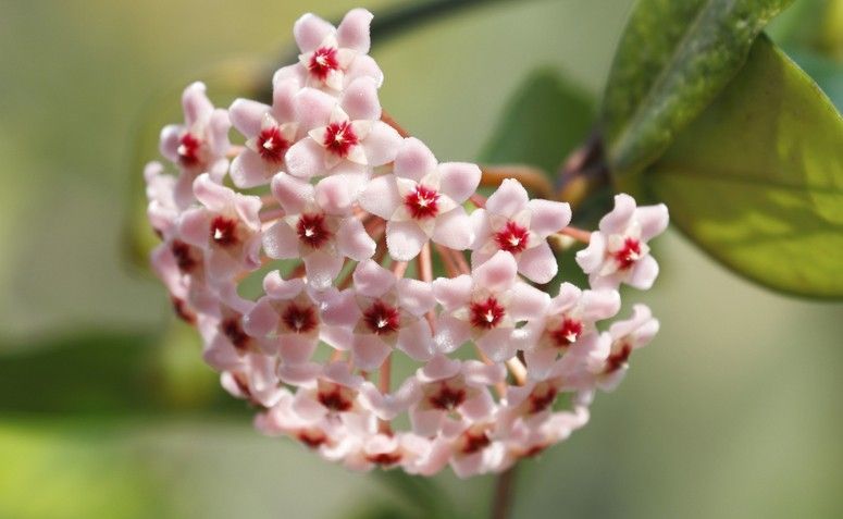 8 plantas capazes de sobreviver até no local mais escuro da casa