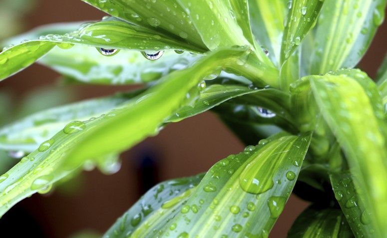 Rede Tiradentes  8 plantas capazes de sobreviver até no local mais escuro  da casa - Rede Tiradentes