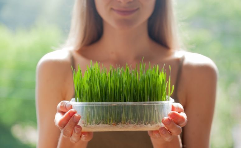 15 benefícios fantásticos da grama de trigo para sua saúde e beleza
