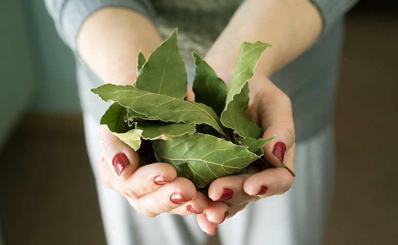 8 benefícios surpreendentes da folha de louro para a sua saúde