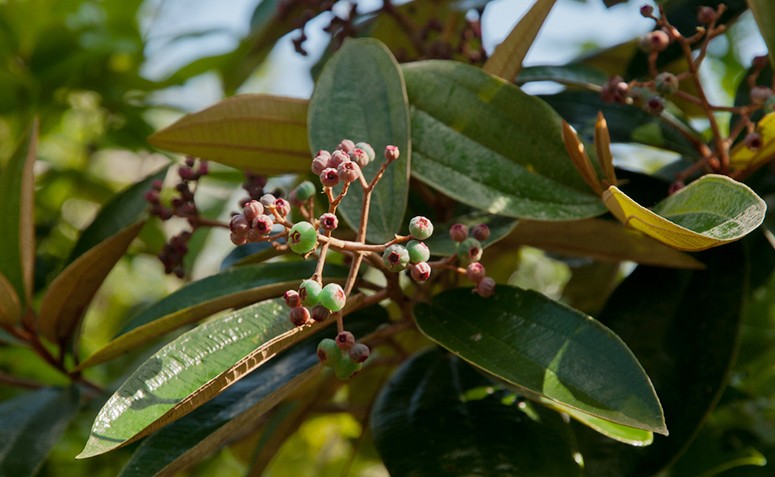 Canela De Velho Conheca Os Beneficios Dessa Planta Poderosa