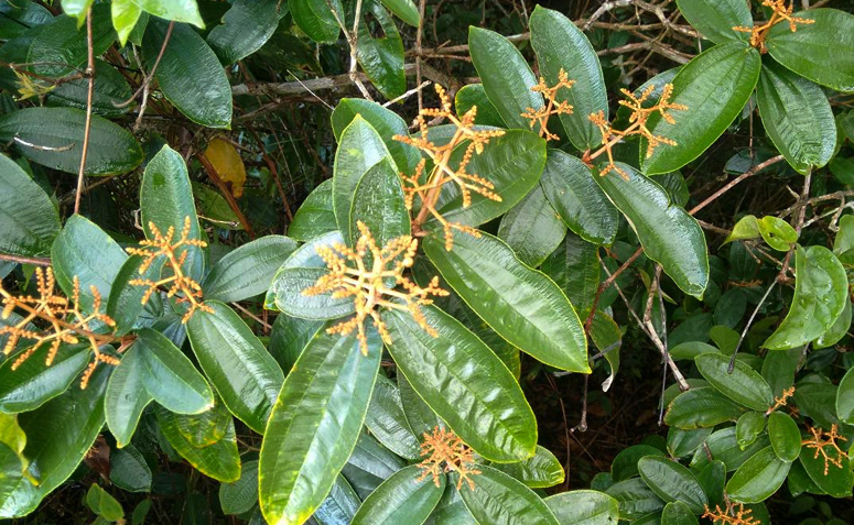 Canela De Velho Conheca Os Beneficios Dessa Planta Poderosa