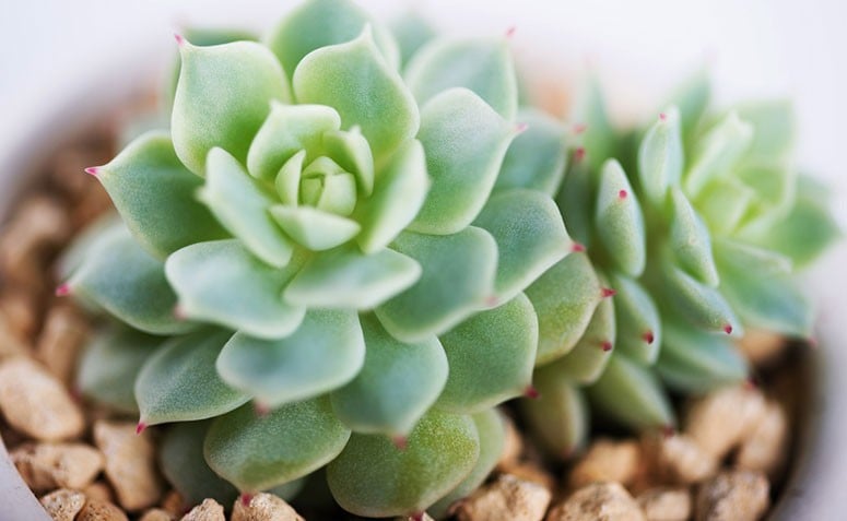 Conheça a suculenta: Uma plantinha fácil de cuidar e ótima para decorar