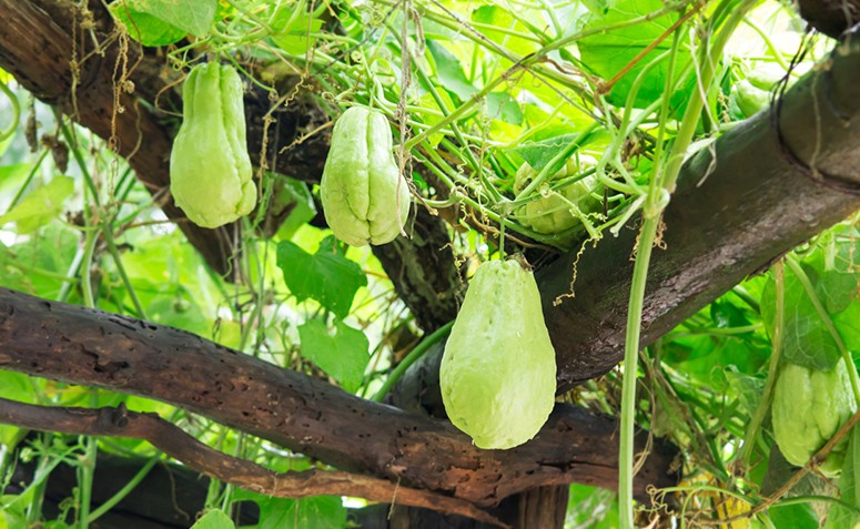 Chuchu: muito além de um alimento “sem graça”