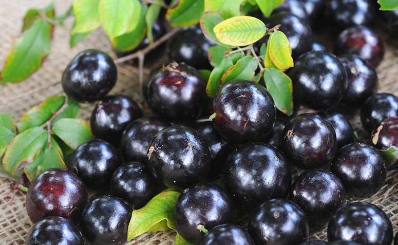 7 benefícios da jabuticaba que vão te deixar apaixonada por essa frutinha