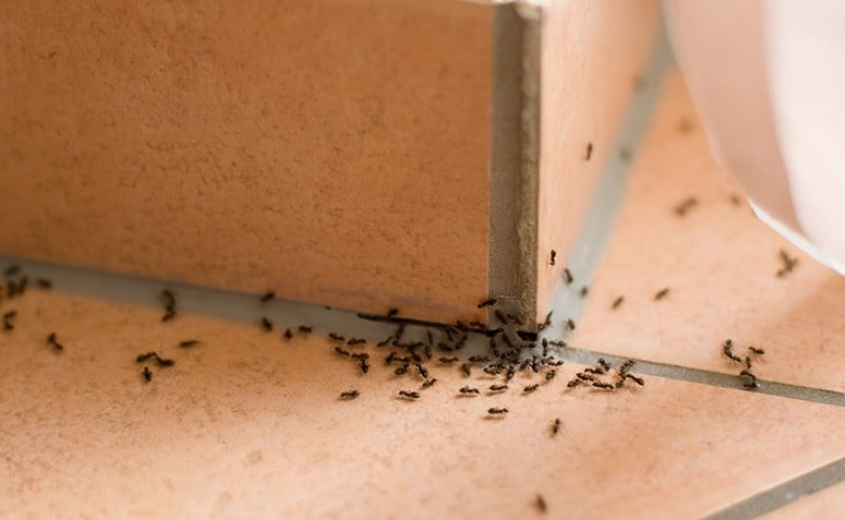 Veneno para formiga: 12 venenos caseiros para fazê-las sumir