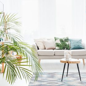 Plantas para sala: o toque natural de estilo que seu ambiente precisa