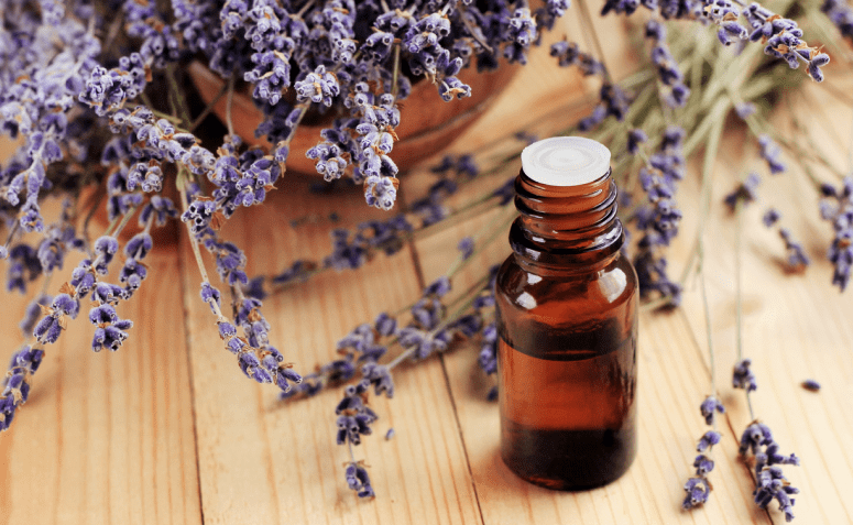 Conheça as propriedades e usos do óleo essencial de lavanda