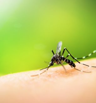 Como acabar com pernilongos: 10 dicas para se livrar dos mosquitos