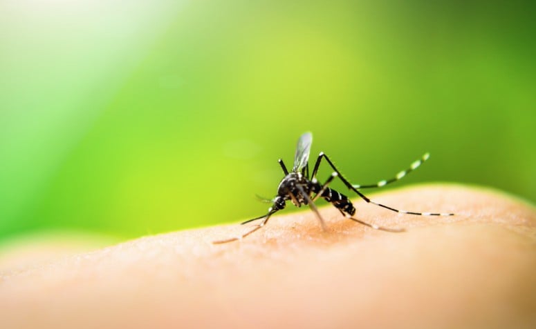Como acabar com pernilongos: 10 dicas para se livrar dos mosquitos