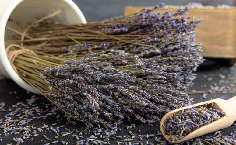 10 benefícios da lavanda que vão te convencer a incluí-la na rotina