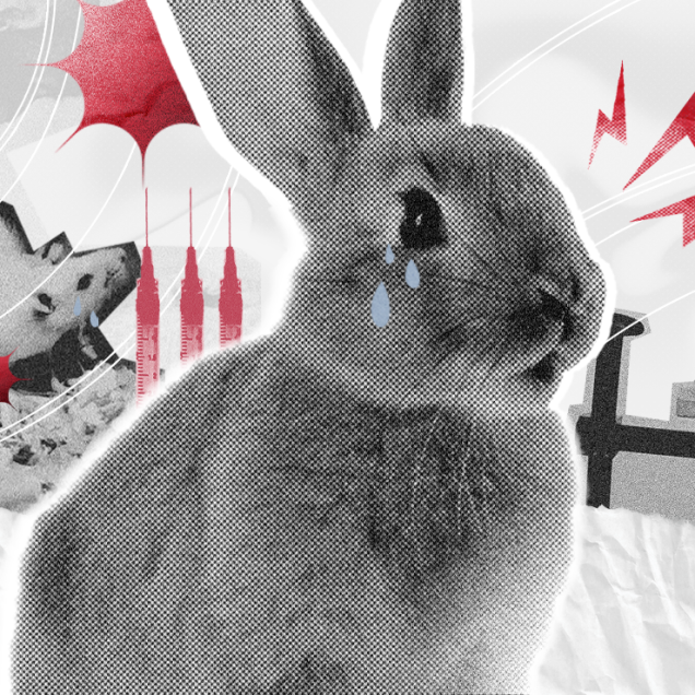 O futuro é cruelty free: por que apoiar marcas livres de testes em animais?