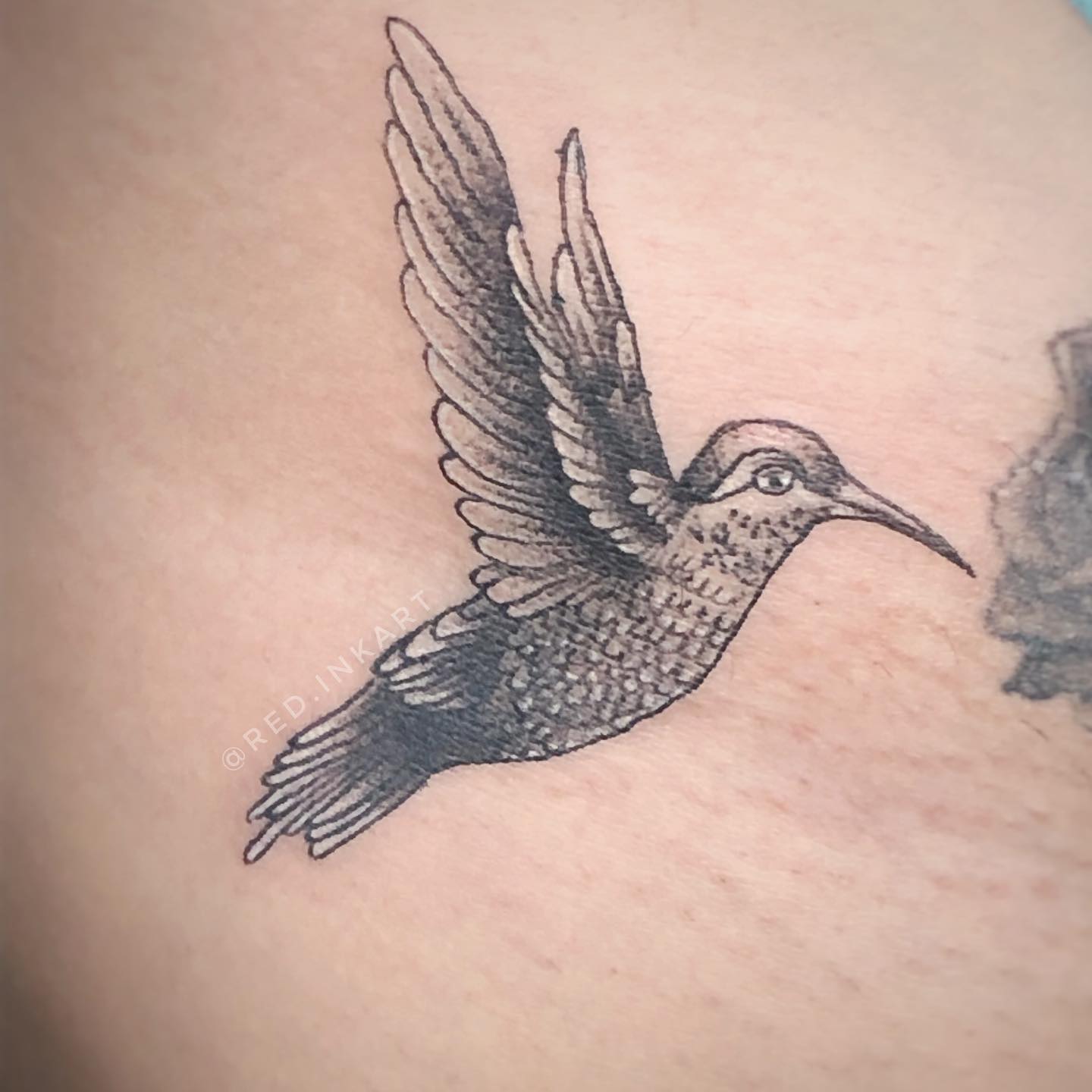 tatuagem de pássaro na virilha